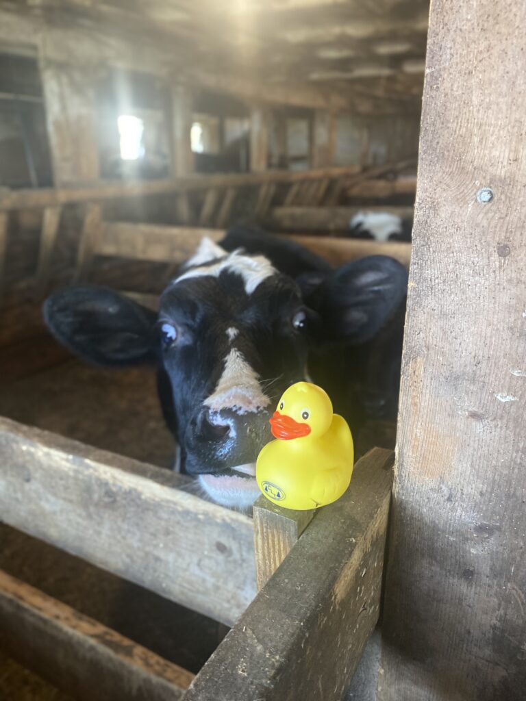 Give A Duck