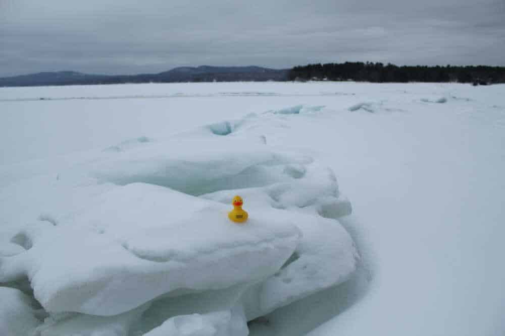 Give A Duck